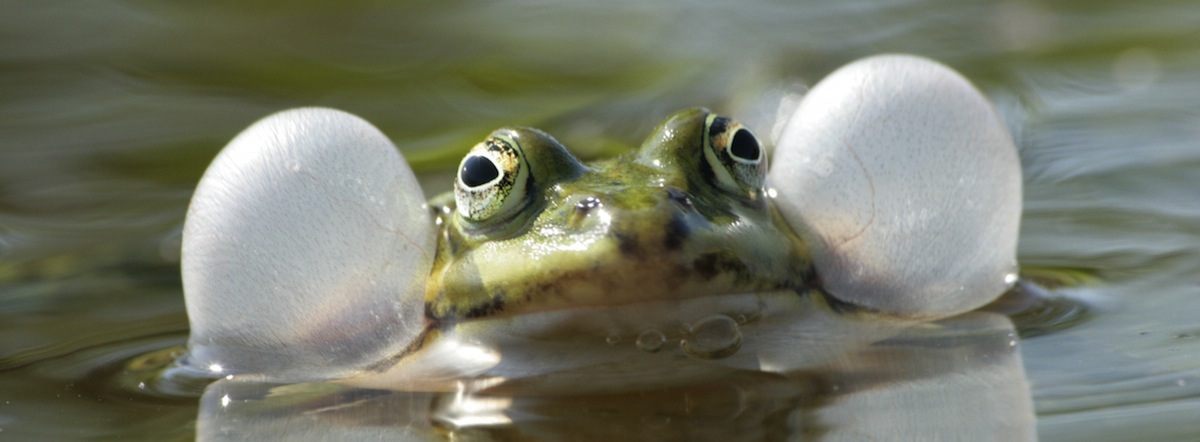 kermit